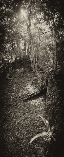 Archaeology Under the Canopy