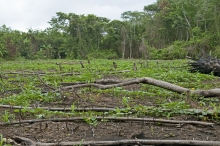 Milpa Cycle