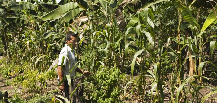 Milpa Cycle