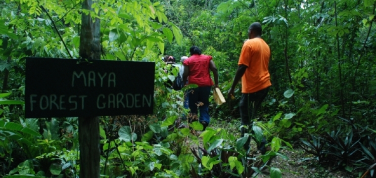 Maya Forest Gardens