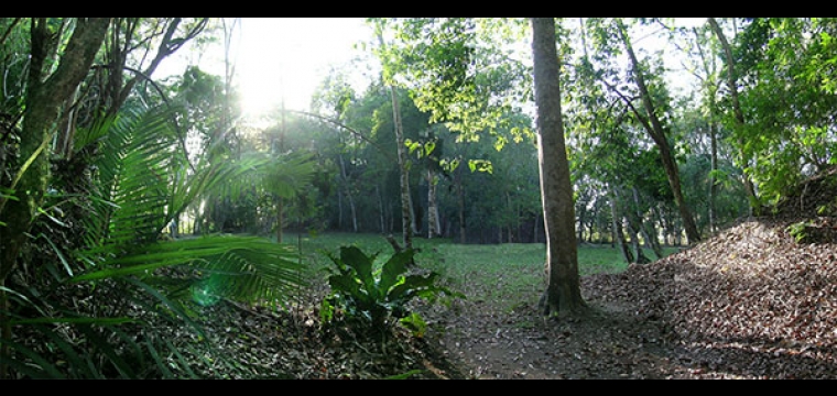 Archaeology Under the Canopy